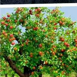 50 Bäume kennen & erleben. - Nature Zoom (Blechdose)