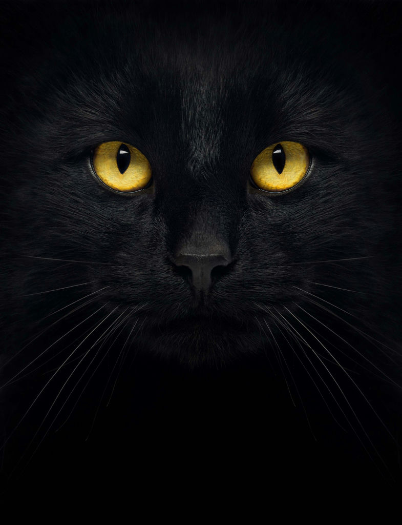 Socken Black Cat