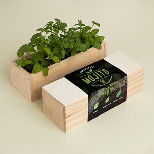 Mojito Anzuchtset