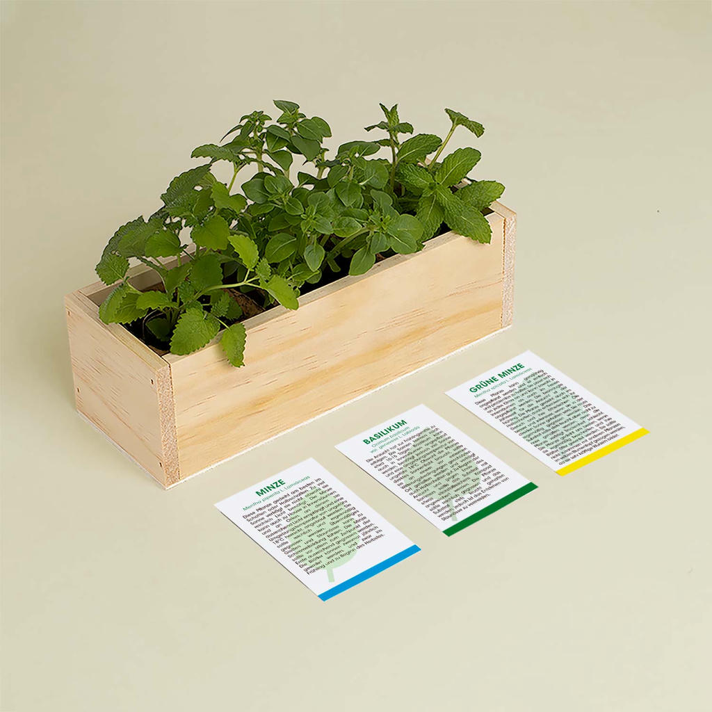 Mojito Anzuchtset