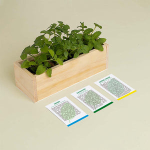 Mojito Anzuchtset