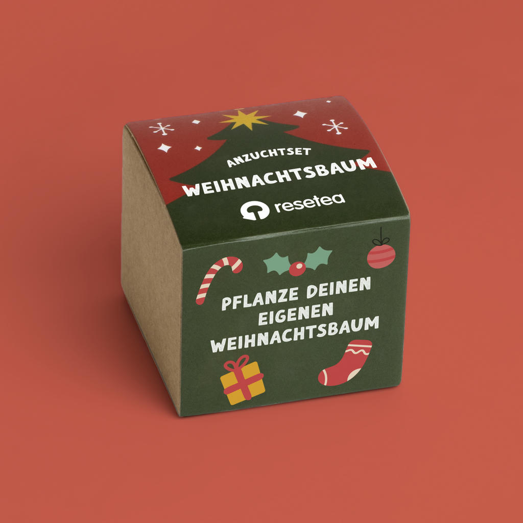 Anzuchtset Weihnachtsbaum