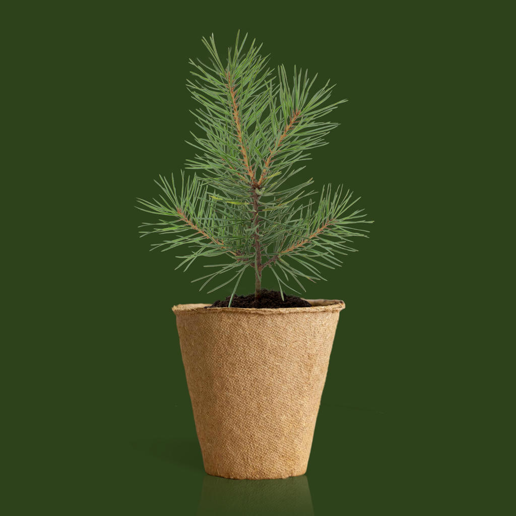 Anzuchtset Weihnachtsbaum