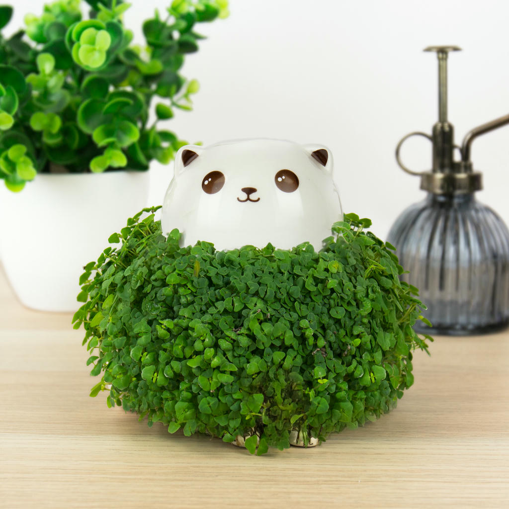 Chia Kätzchen