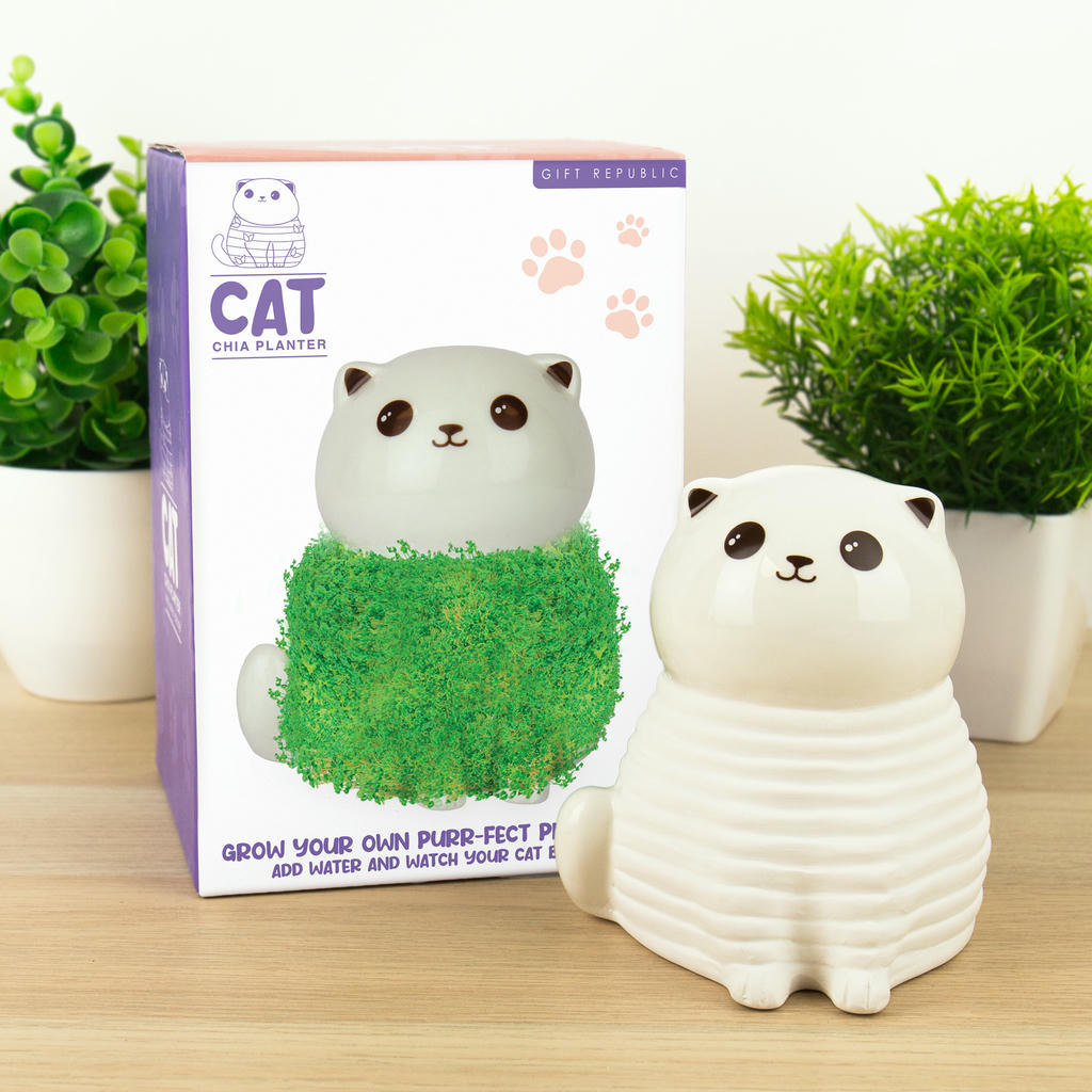 Chia Kätzchen