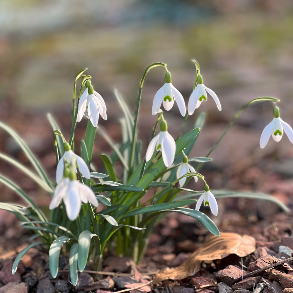 Schneeglöckchen Saatguttüte & Erdetablette