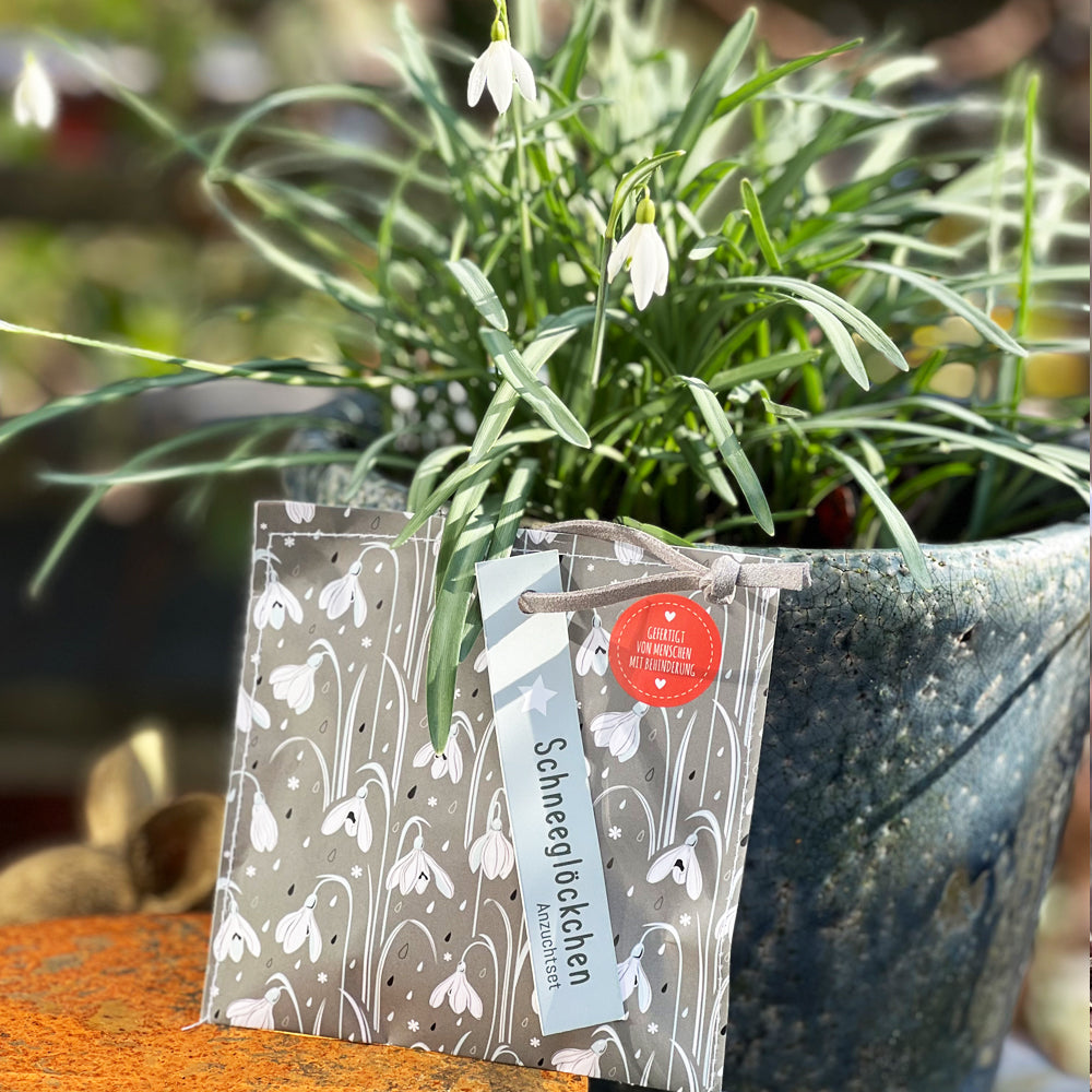 Schneeglöckchen Saatguttüte & Erdetablette