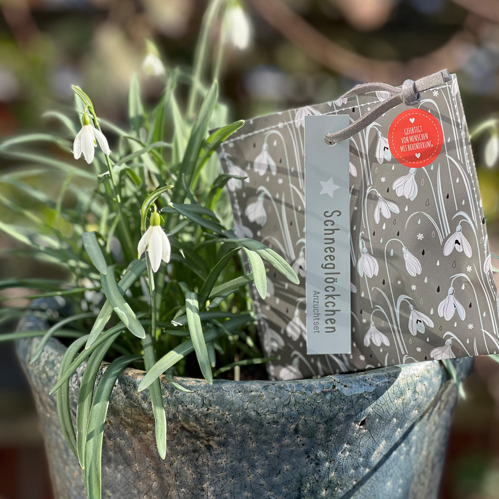 Schneeglöckchen Saatguttüte & Erdetablette
